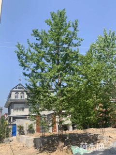38公分银杏
