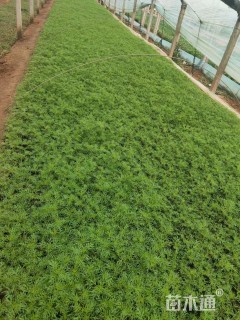 高度14厘米波斯菊