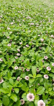 高度1.5厘米姬岩垂草