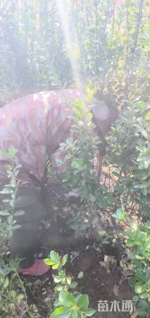 高度150厘米大叶黄杨柱