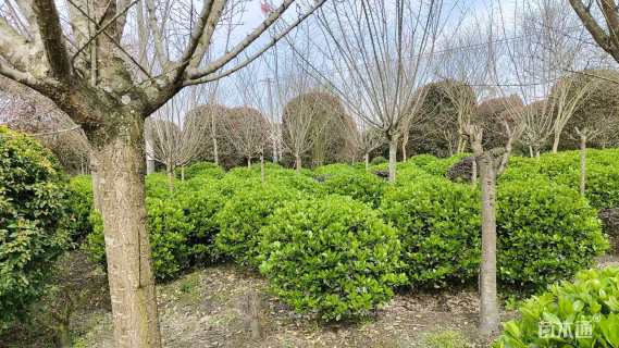 高度100厘米万年青