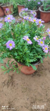 高度15厘米姬小菊