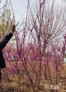 高度60厘米丛生紫荆