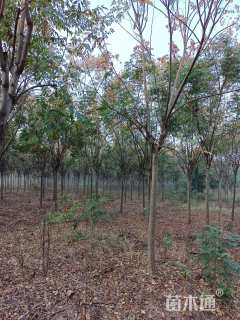 12公分黄山栾树