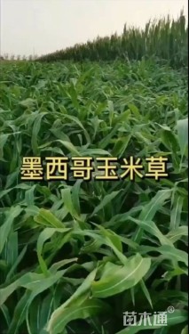 墨西哥玉米草
