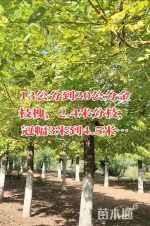 15公分金枝槐