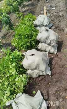 30厘米藤本月季