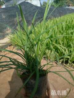 高度16厘米麦冬