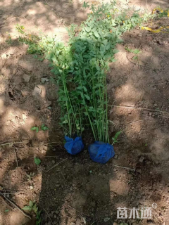 高度80厘米棣棠