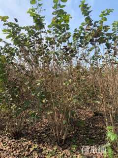 高度200厘米丛生紫荆