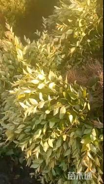 高度40厘米金森女贞