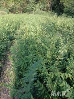 高度80厘米榉树小苗