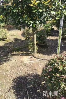 10公分红叶石楠