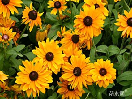 黑心菊种子黑心菊种子