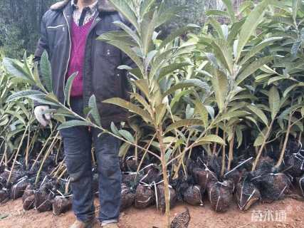 1公分大五星枇杷苗