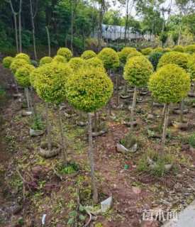 高度200厘米小叶女贞