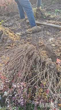 高度40.1厘米紫叶小檗