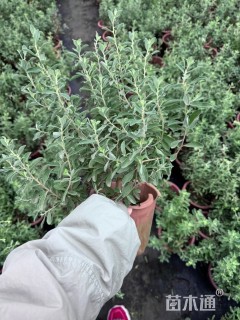 高度40厘米红花玉芙蓉