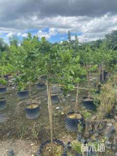 高度50厘米柠檬