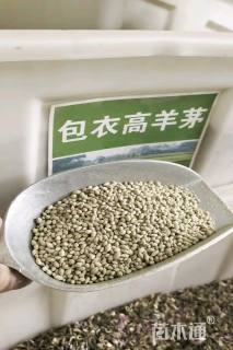 高羊茅种子