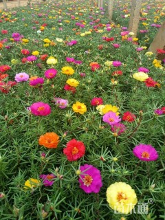 高度10厘米半支莲