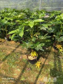 高度70厘米八角金盘