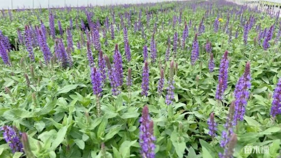 高度60厘米鼠尾草