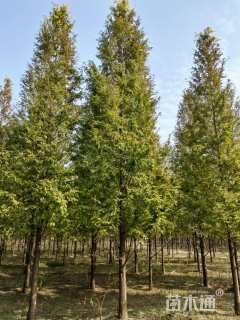 15公分金叶水杉