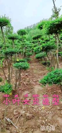 6公分造型小叶女贞
