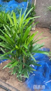 裸干高100厘米棕竹