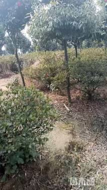 6公分造型杜鹃