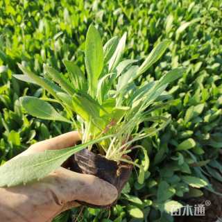 高度15厘米天人菊