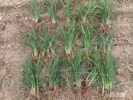 高度15厘米细叶麦冬草