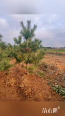 高度200厘米黑松