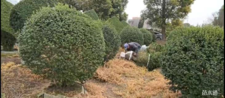 高度130厘米水蜡球