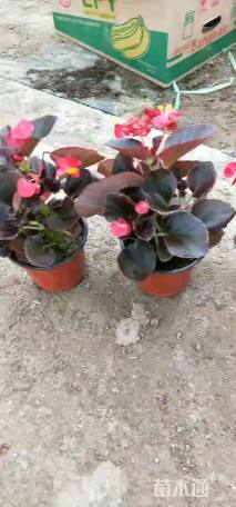 高度15厘米四季海棠