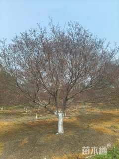 20公分中国红枫