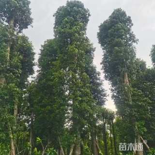 15公分金丝楠木