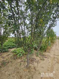 10公分西府海棠