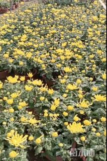 高度40厘米菊花