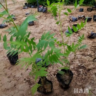 高度35厘米珍珠梅