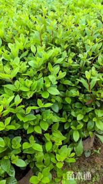 高度30厘米夏鹃