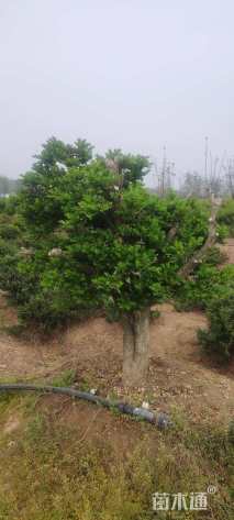 高度100厘米瓜子黄杨