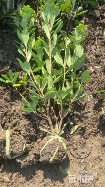 高度45厘米海桐