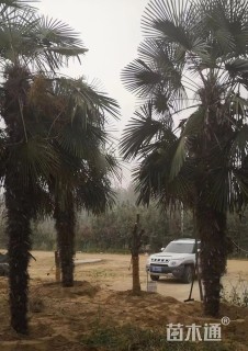 裸干高200厘米棕榈