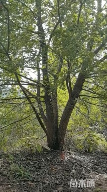 高度800厘米丛生元宝枫