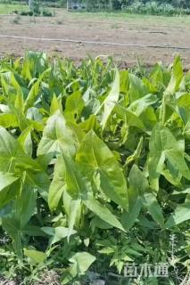 高度30厘米慈姑