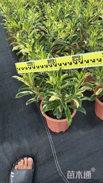 高度500厘米非洲茉莉