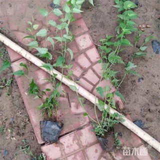 高度65厘米棣棠