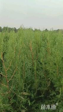 高度40厘米侧柏